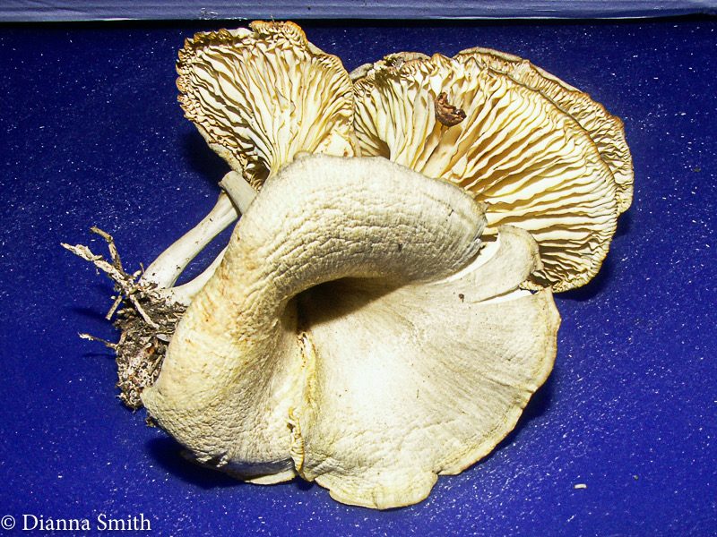 Clitocybe trullaeformis2003