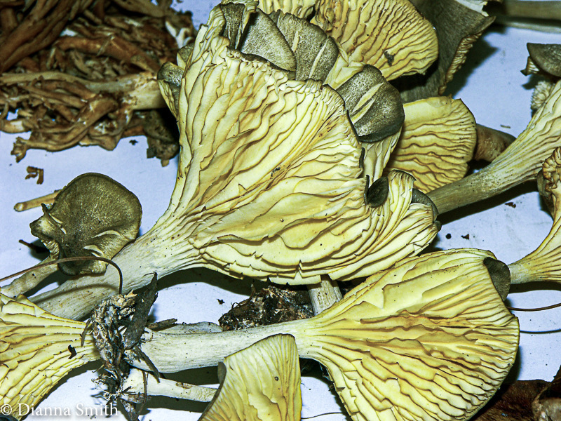 Clitocybe trullaeformis2012