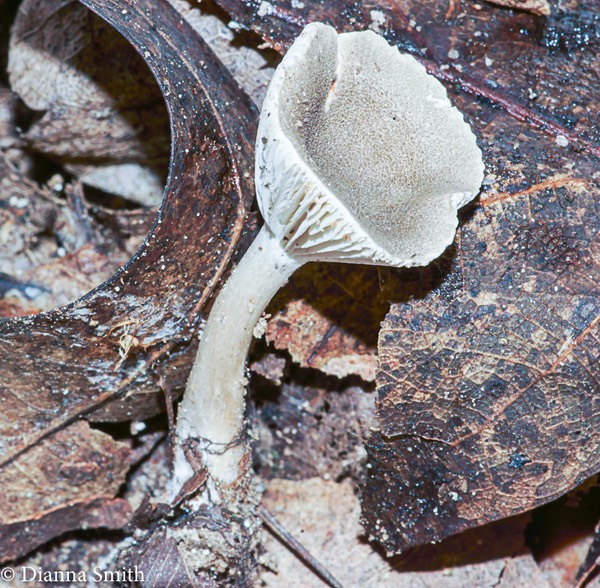 Clitocybe trulliformis NAMA NC 9-26-2015