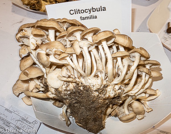 Clitocybula familia 3420