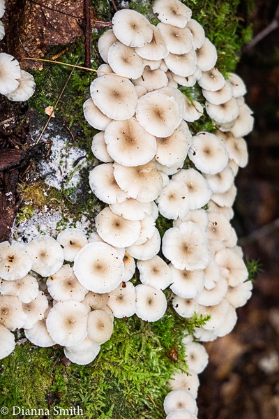Clitocybula oculus 0408