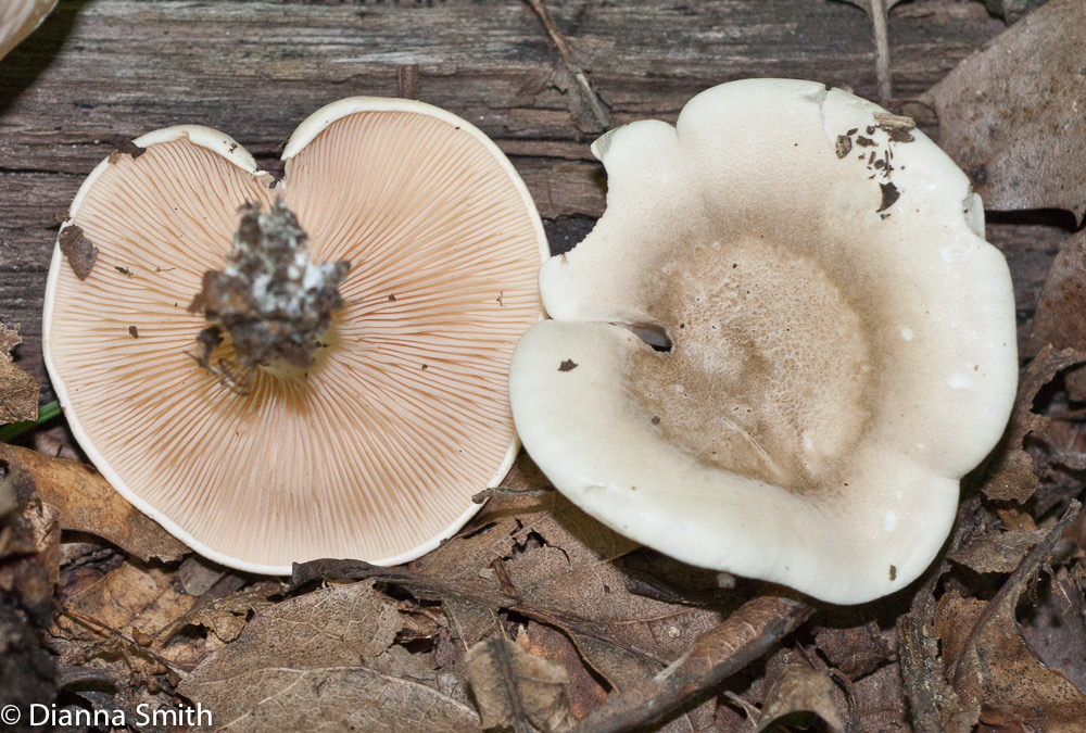 Clitopilus prunulus204