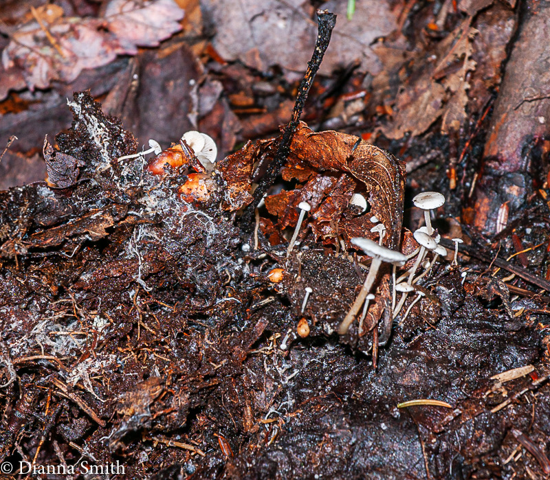 Collybia cookei1010585