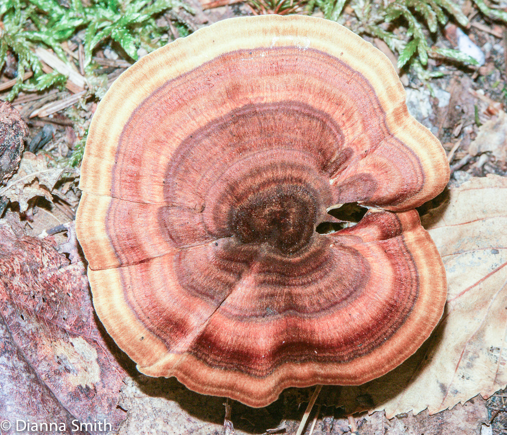 Coltricia cinnamomea0109