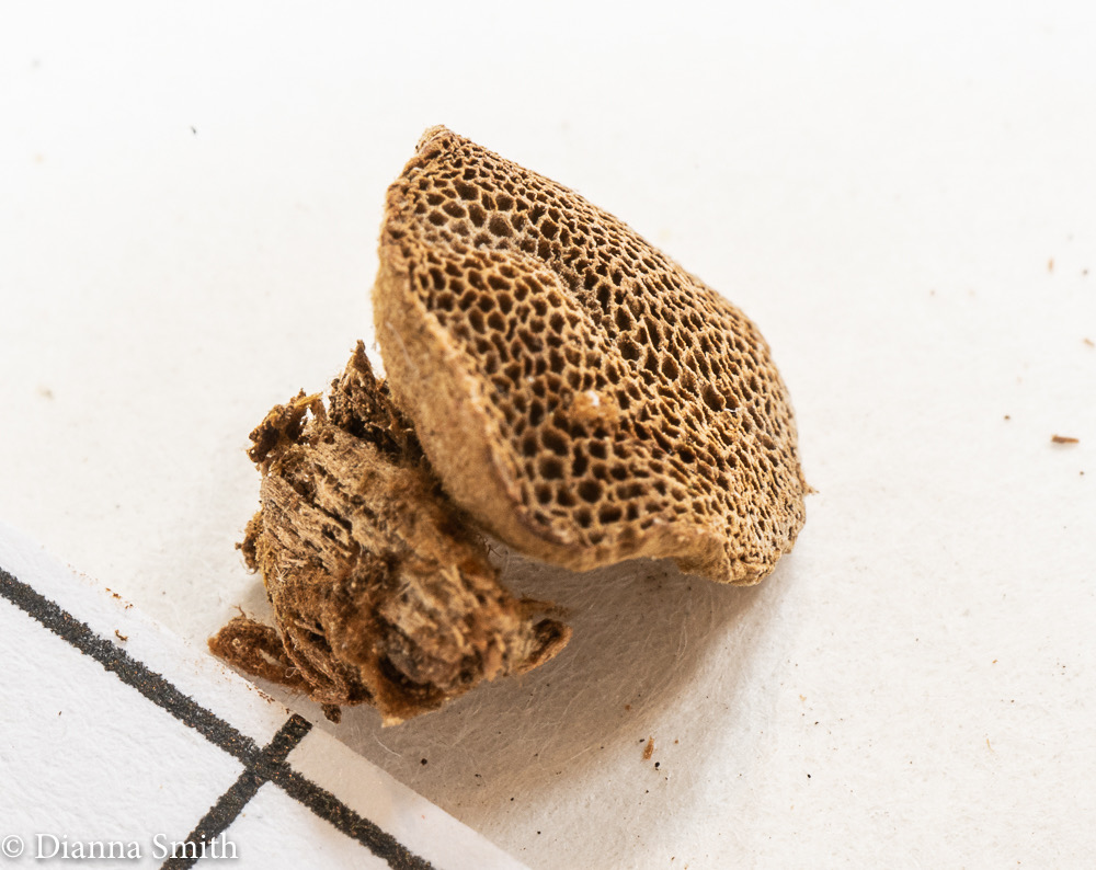 Coltriciella dependens 02590