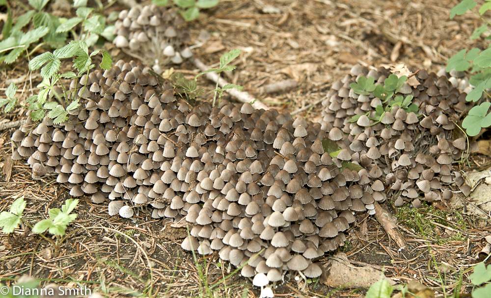 Coprinellus disseminatus (Coprinus disseminatus)0008