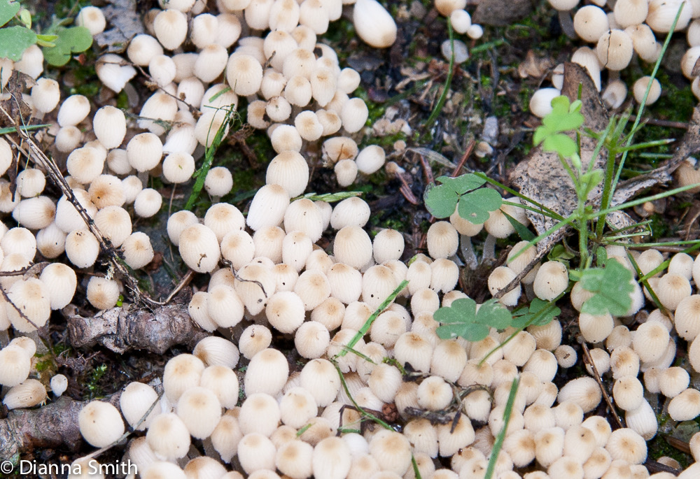 Coprinellus disseminatus (Coprinus disseminatus)0010