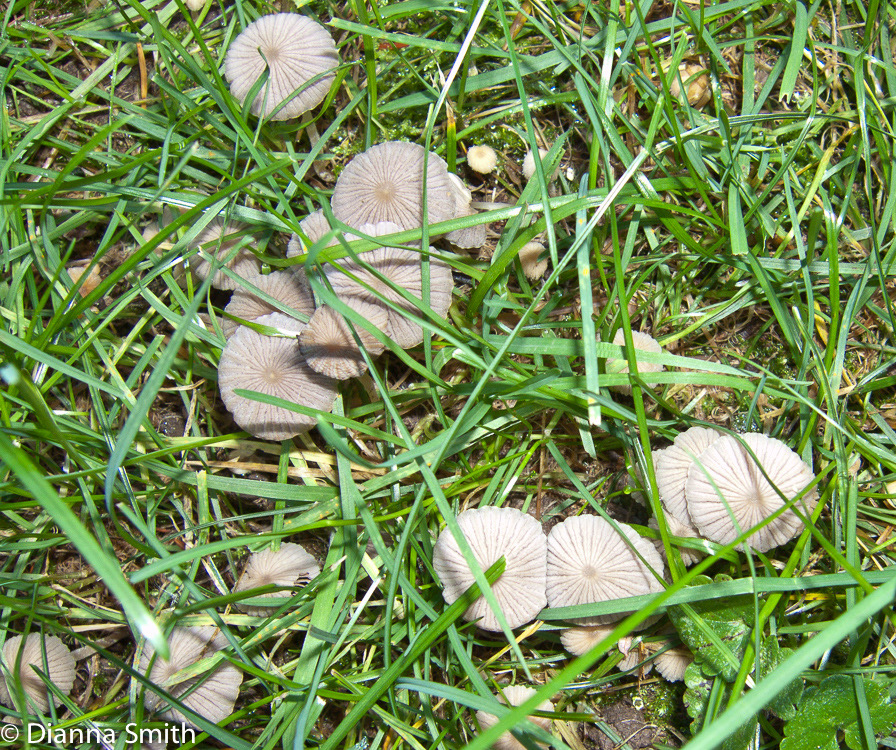 Coprinellus disseminatus (Coprinus disseminatus)1263