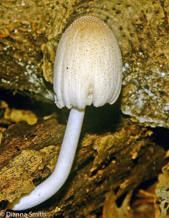 Coprinellus micaceus (Coprinus micaceus)3322