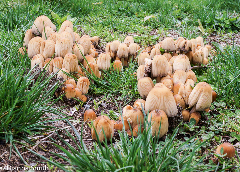 Coprinellus micaceus (Coprinus micaceus)00331