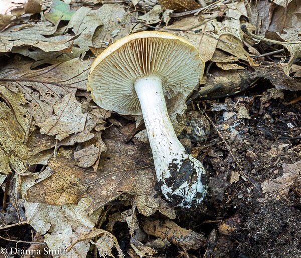 Cortinarius alboluteus 04510