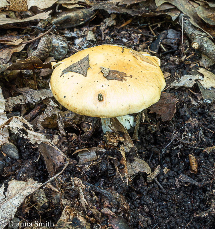 Cortinarius alboluteus  04509