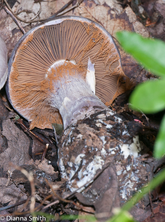 Cortinarius alboviolaceus1010681