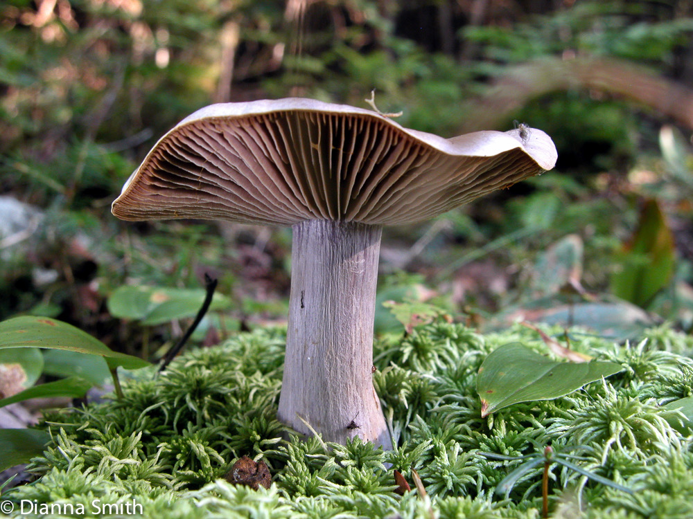 Cortinarius alboviolaceus6873