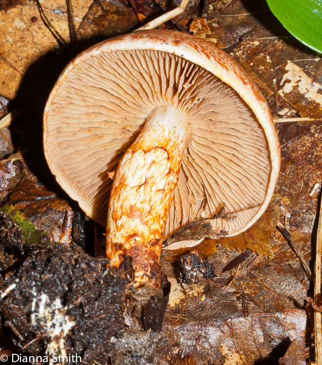 Cortinarius bolaris03696