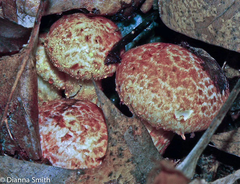 Cortinarius bolaris2112