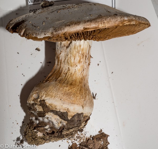 Cortinarius camphoratus02833