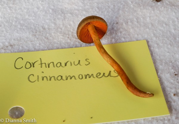 Cortinarius cinnamomeus 02077
