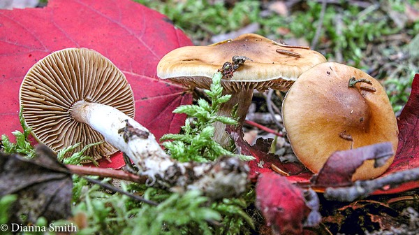 Cortinarius claricolor1553