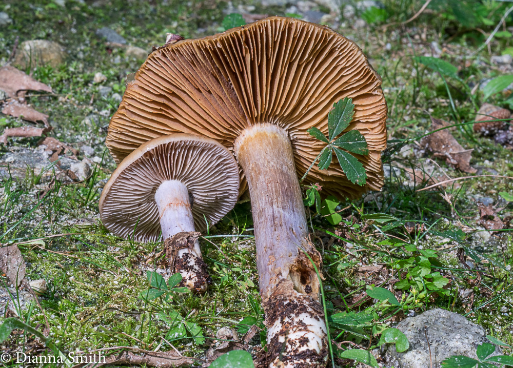 Cortinarius collinitus02507