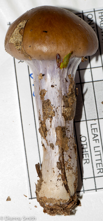 Cortinarius collinitus1020197
