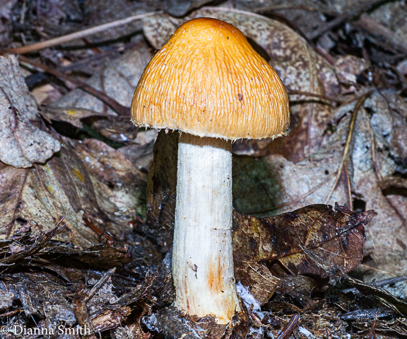 Cortinarius corrugatus1010528