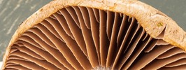 Cortinarius cracked warm tannish cap, lavender? subdistant gills becoming brown and stem with bulbous base.booted stem.  01494