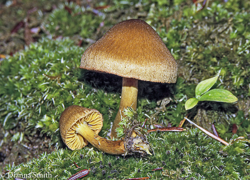 Cortinarius croceus, small,  hairy brown cap, yellow gills equal stem 4572