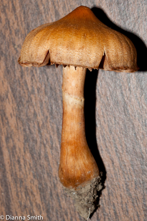 Cortinarius distans03105