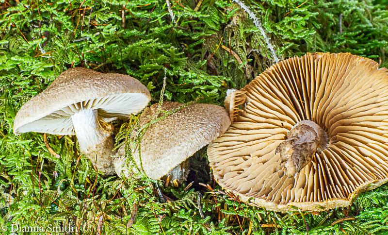 Cortinarius dry, scaly buff tan cap, pale whitish to tan gills and tannish scales on white stipe below cortina.  In moss. 00831