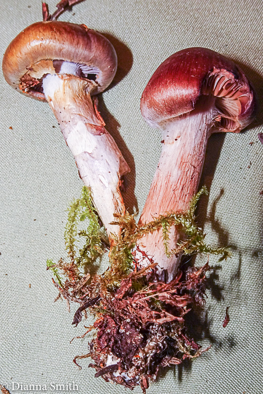 Cortinarius evernius  08231