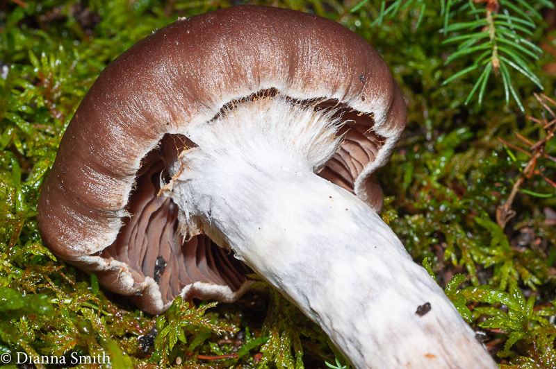 Cortinarius evernius 02241