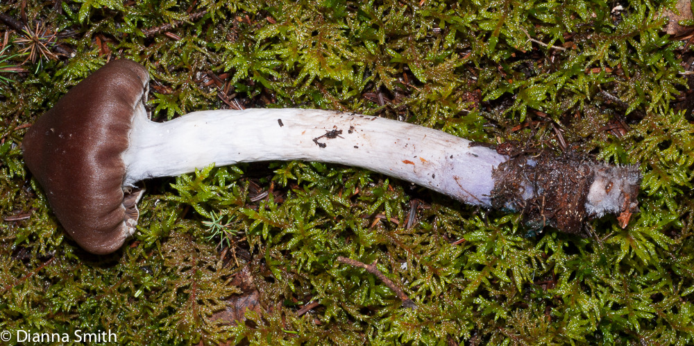 Cortinarius evernius02238