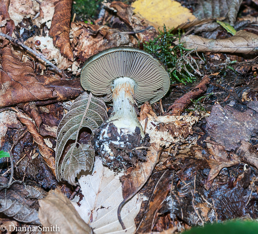 Cortinarius glutinosus (Peck) 1010629