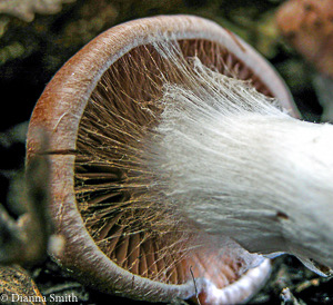 Cortinarius hairy brown1565