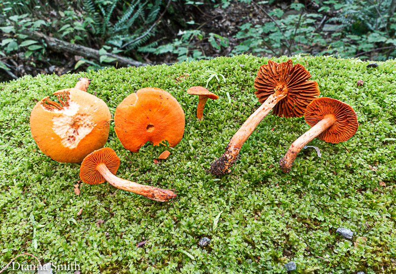 Cortinarius hesleri 04559