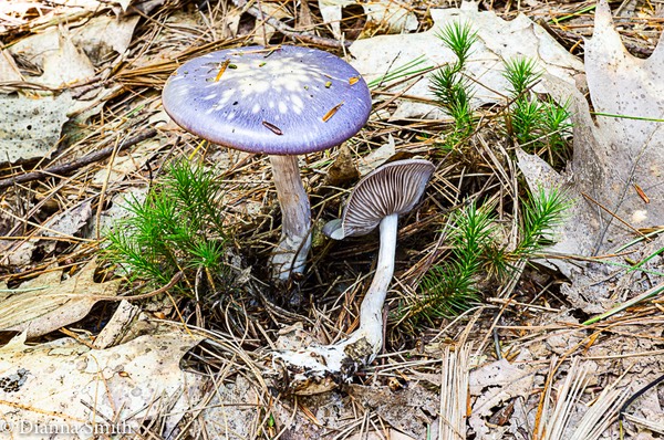 Cortinarius iodes 04977