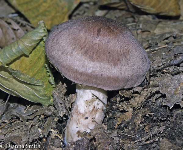 Cortinarius lilacinus Fibrillose lilac-purple dry cap, white fibrillose stem 3915