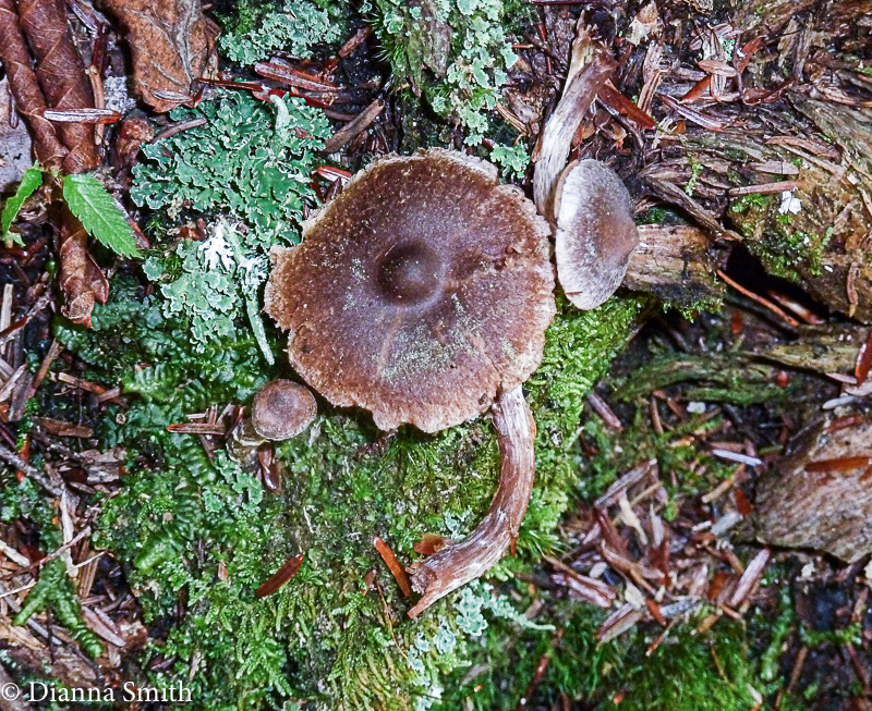 Cortinarius paleiferus  1020604