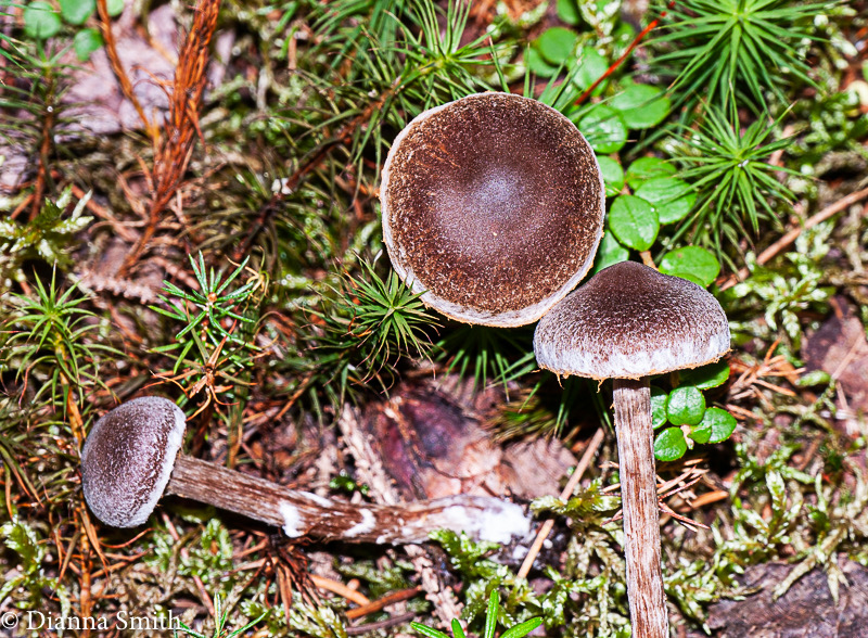 Cortinarius paleiferus 1010402