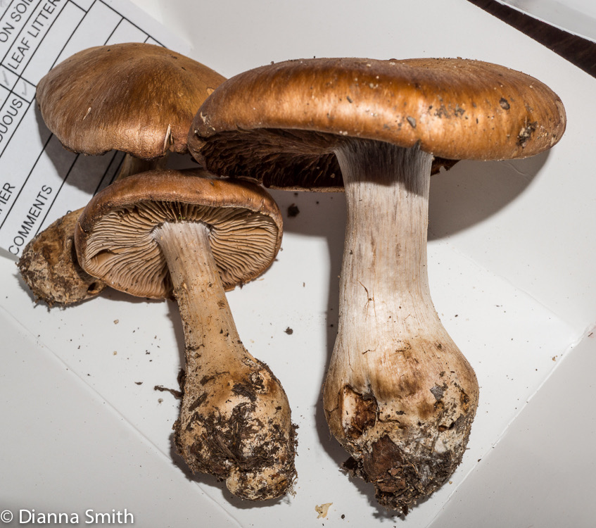 Cortinarius privignoides02736