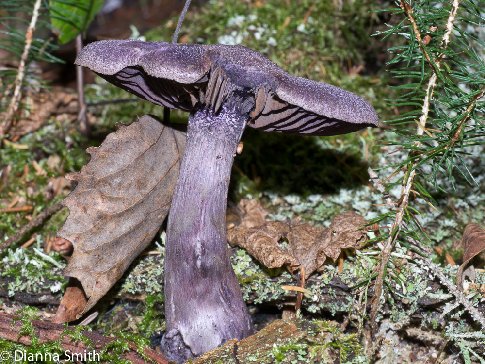 Cortinarius purpurescens1020623