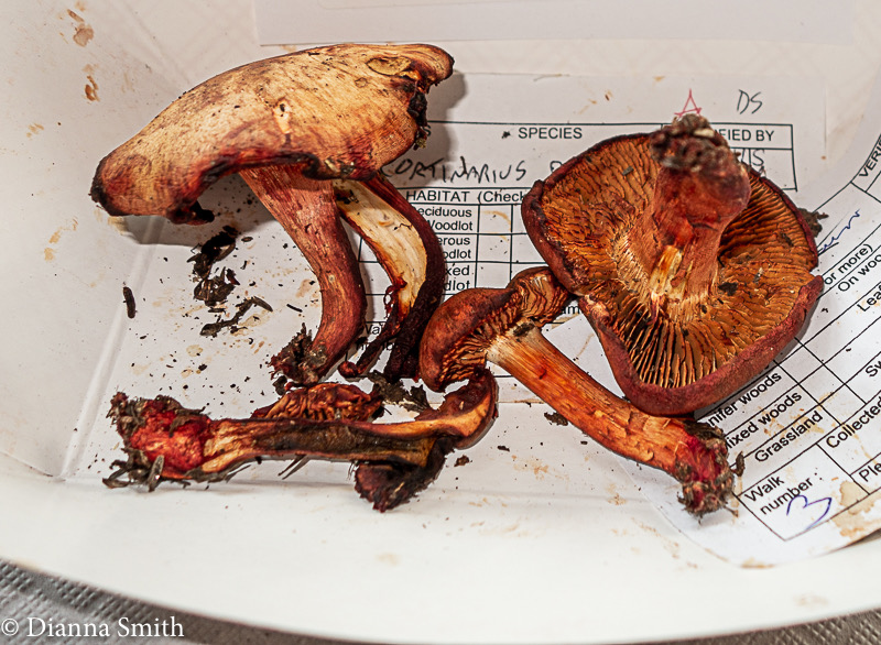 Cortinarius rubicundulus1327