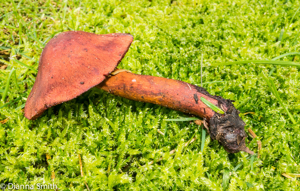 Cortinarius sanguineus 05552
