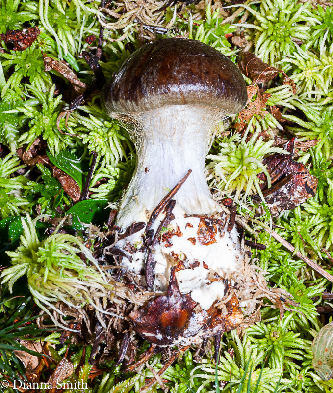 Cortinarius scaurus 03421