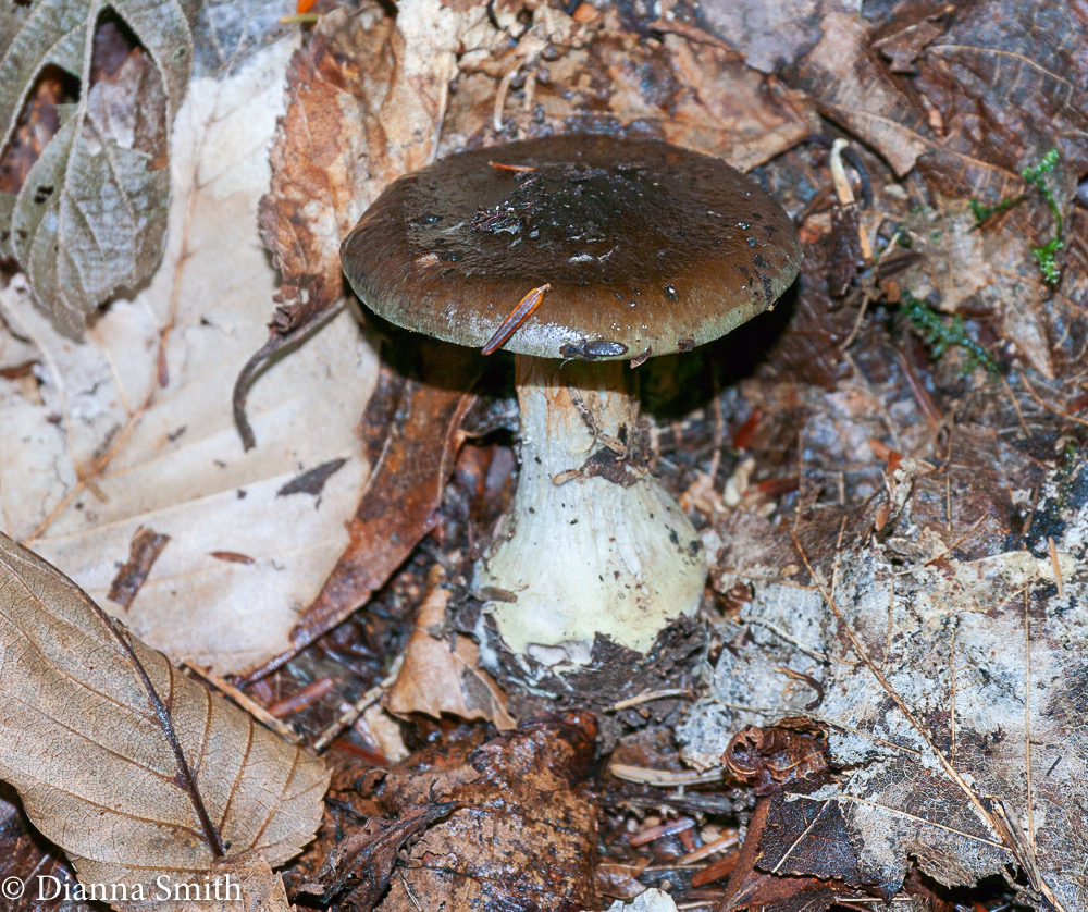 Cortinarius scaurus (Fries) 010633
