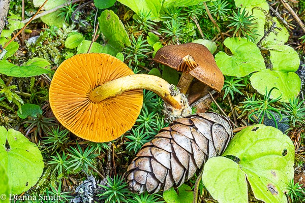Cortinarius small, brown tacky? cap, orange gills, yellow stem in moss, conifers 02051