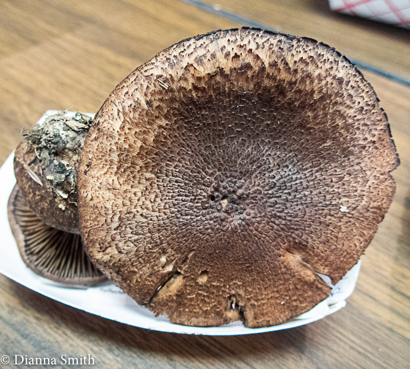 Cortinarius squamulosus 9080820