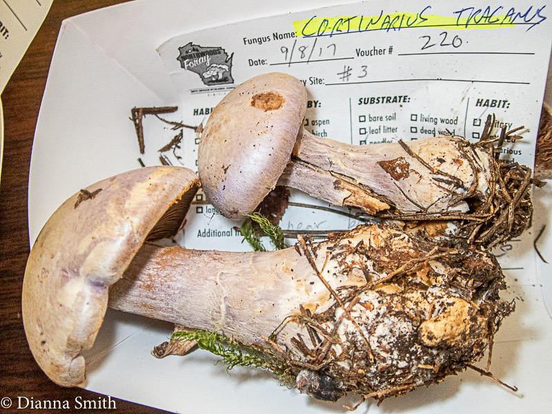 Cortinarius traganus 9091137