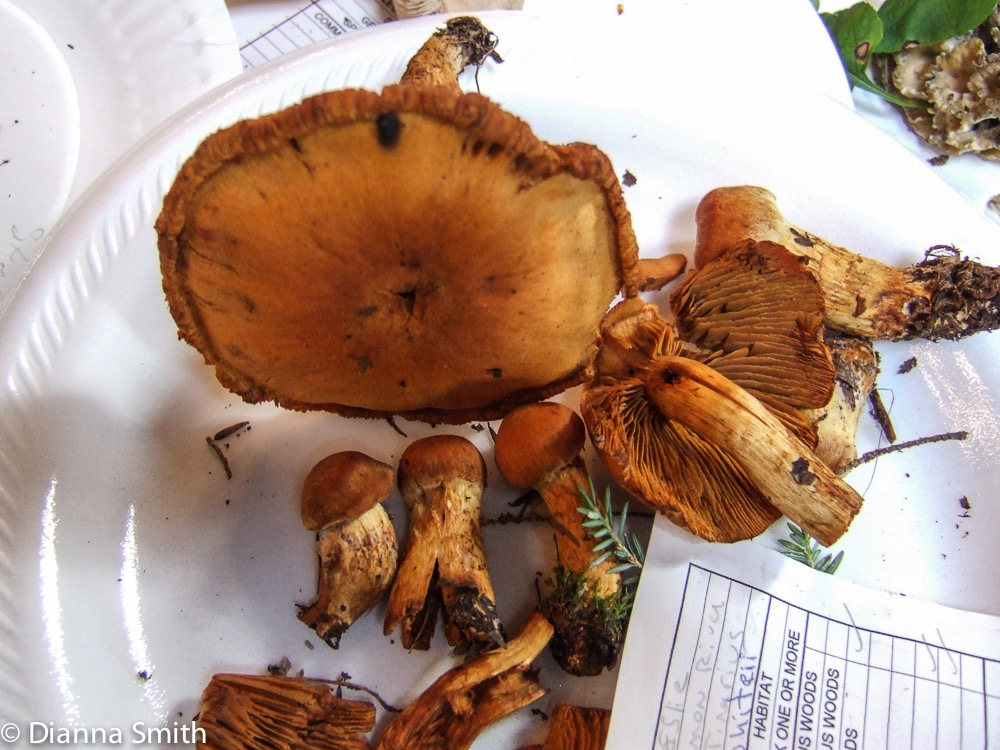 Cortinarius whitei4601